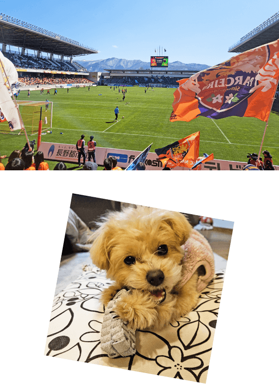 サッカースタジアムと犬の写真